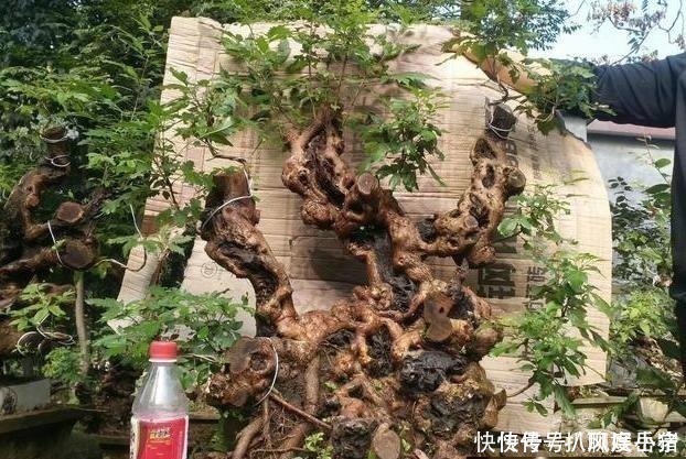 盆景|山路边挖来的“虫眼桩”，捡回埋在沙盆中，3个月发新芽、价猛涨