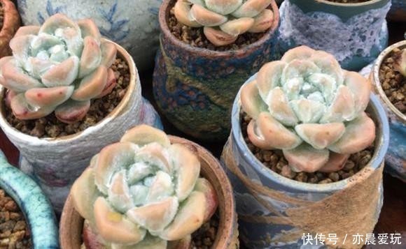 普货|公认漂亮好养的10种普货多肉,紫乐上榜桃蛋失冠,排在第一竟是它