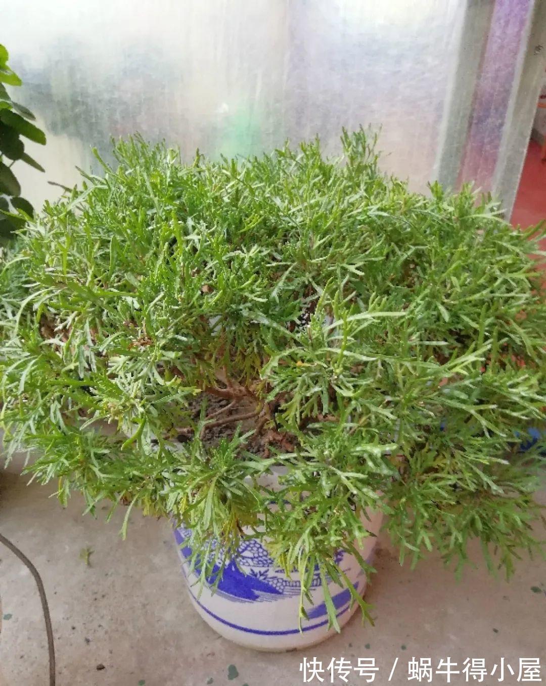 花苞|初秋8种花不能剪，轻则不开花，严重可能剩空盆