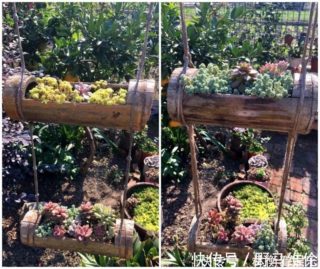 el多肉的花样养法,7种花盆全是自己造的,省钱又好用!