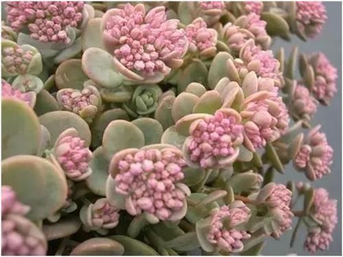 这些多肉植物不该开花，开花及时剪掉，不然越长越瘦