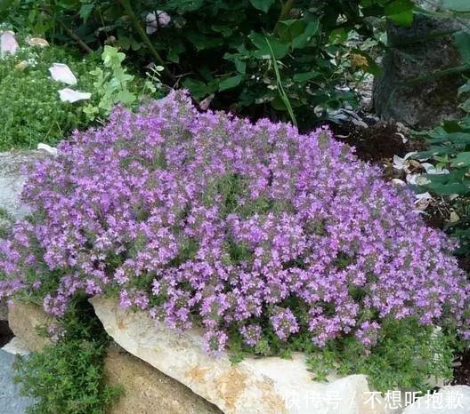 这些植物都是匍匐在地面上生长的 特别适合用来代替草坪 快资讯