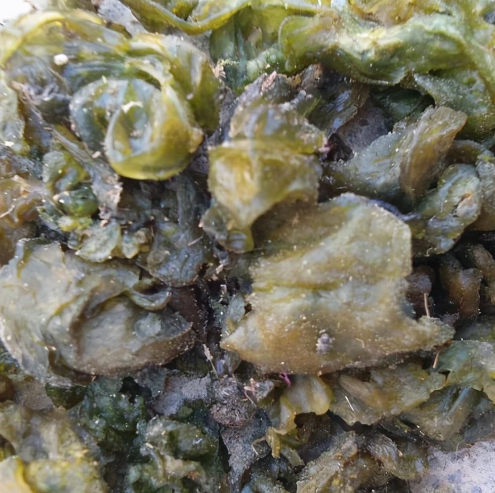 高手|这菜是“刮油高手”,很多人看不上它,用来炒鸡蛋,好吃到流口水