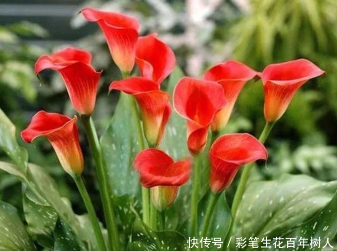 4种花超上瘾的,生命力顽强沾土就活,比兰花还美