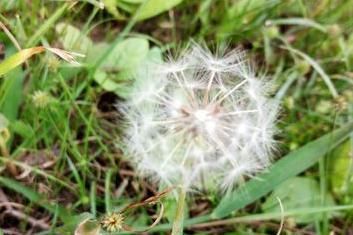 清热解毒|长期喝“蒲公英茶”会有何功效?这3类人群,或尽量少喝