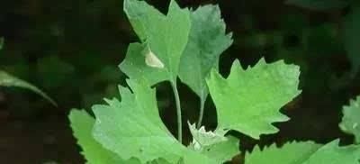 小时候|4种农村小时候坚决不吃,现在想吃却买不到,你吃过几种?