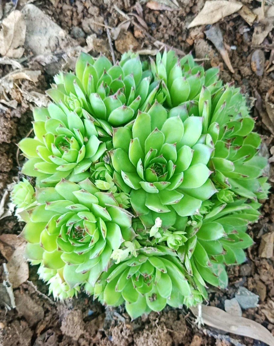 夏天|夏天就选这“三多肉”，不惧高温不休眠，40℃也能生机勃勃