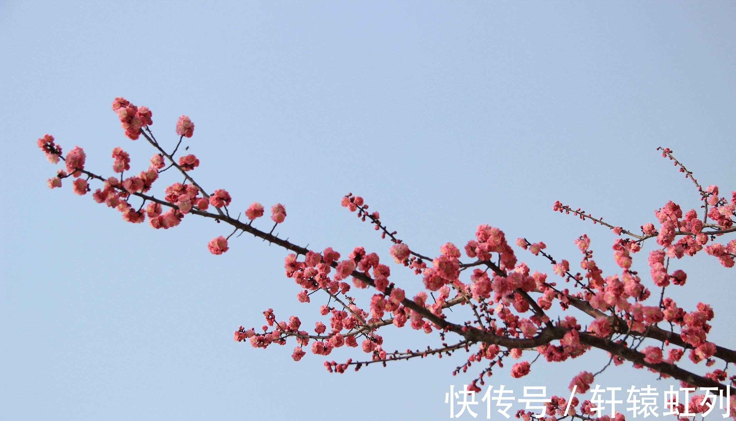 梅花#飞雪寄乡愁词两首,雪落倾城,念在心中,莫惧深冬寒,春天不遥远