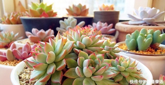 姬胧月|这8种多肉植物,好养好看还易“爆盆”,适合新手和“懒人”