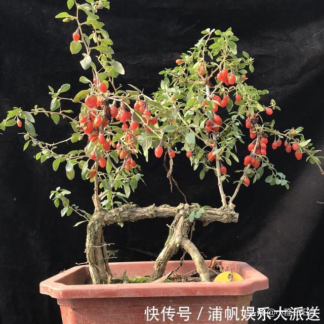 叶绿枝壮|没钱养花就养它,剪个枝埋土里,10天生根,一年变漂亮盆景结满果