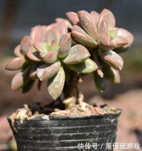 姬胧月多肉天天有叶片化水怎么办,查明原因,及时补救才是王道