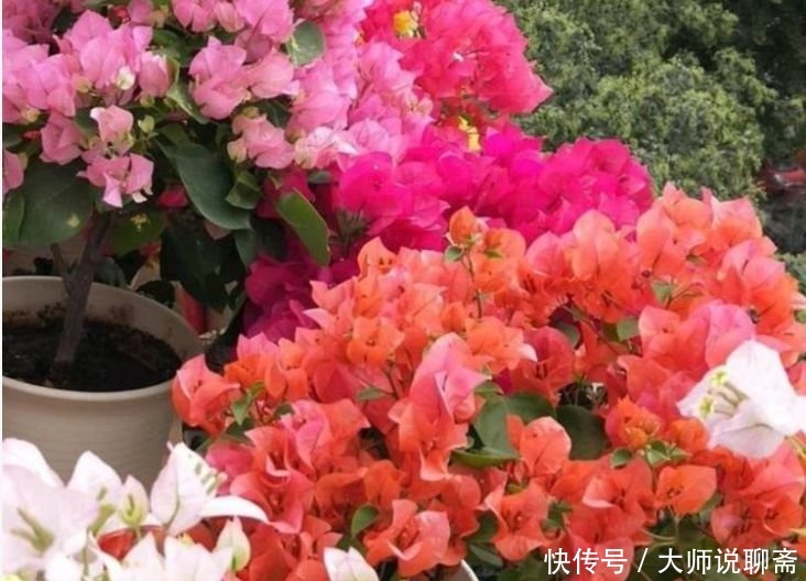 花期|春季养此款花卉，花大服盆快，是懒人“首选”，花期长易爆盆