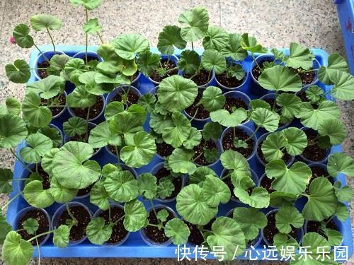 gt|家里有着6种花赚了!自己在家扦插,不花钱轻松变出好几盆