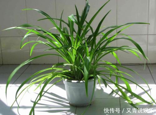 人家|懂生活的人家里都养这四种植物!