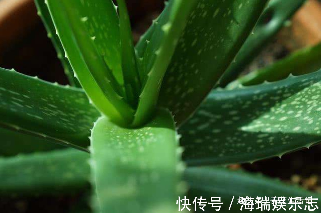 改善|家养芦荟半死不活多半浇水不正确，改善后生长快叶子肥胖