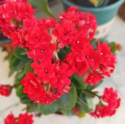 光照逐渐变强，5种花要及时换地方，别被晒伤了