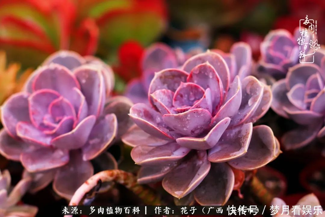 为了爱情|为了爱情来到陌生城市,偶遇多肉,地老天荒的爱恋!