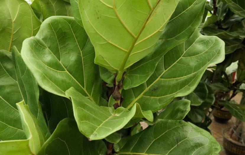 风绿植|琴叶榕、散尾葵这4种超北欧风绿植怎么养?注意这几点,长势更好