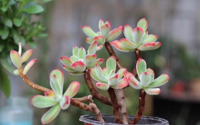 想养好多肉植物,浇水“学问大”,记住此“方法”,一生都受用