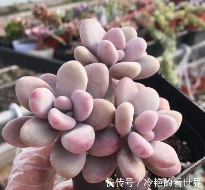 推荐6款多肉植物，皮实又好养，是家庭盆栽佳品，适合新手！