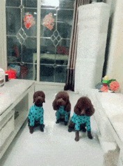 |搞笑GIF:妹子伪装的太好了 你成功的把我骗到了