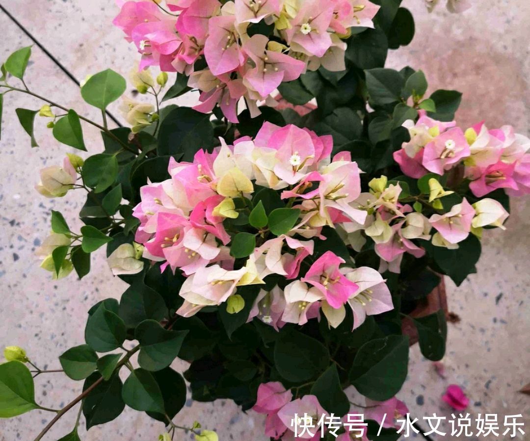 爆盆|三角梅矮化促花芽分化技巧,没事喷喷“它”,开花爆盆又造型紧凑