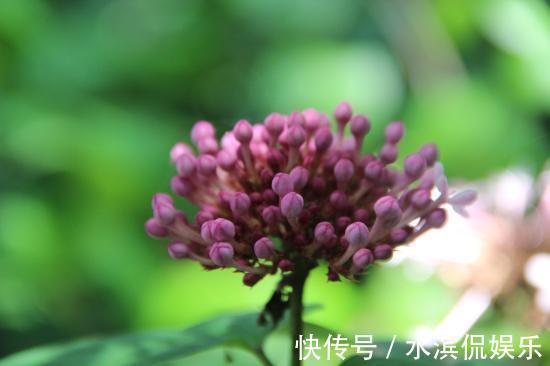 名字有点怪,看起来又很美,这种叫“臭牡丹”的花,你有见过吗