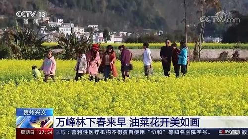 央视聚焦黔西南州万峰林景区8000亩油菜花盛开