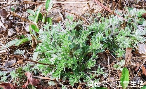 茵陈草|城里卖得比肉贵,人称“草中之王”,现在吃正当季,别错过
