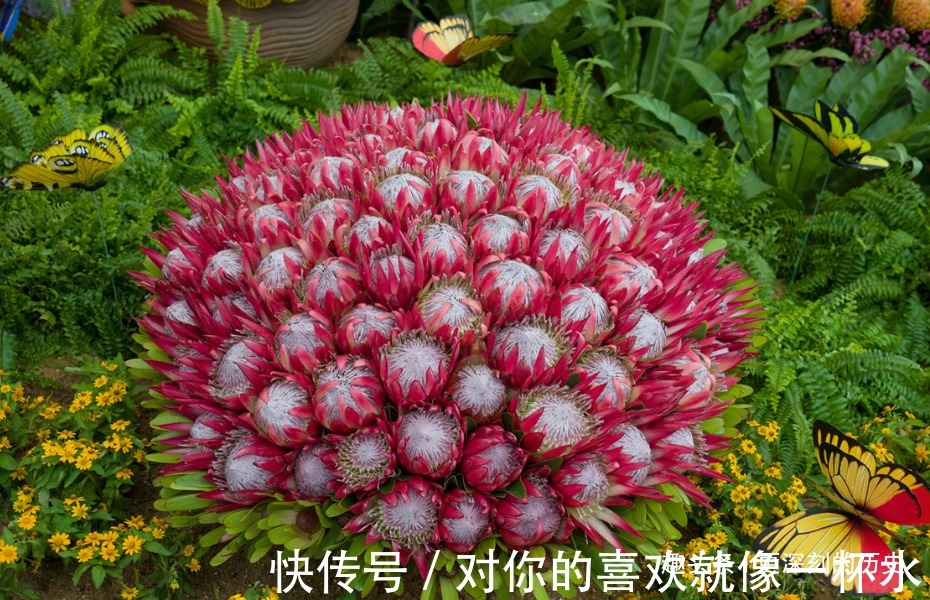 此花号称花中之王,被誉为全世界最富贵华丽的鲜花,是富贵的花