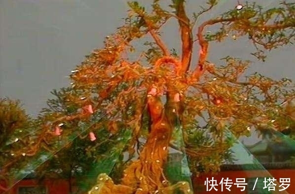 人参果树!《西游记》里的人参果到底是个什么东西?细究出来的真相太残酷了