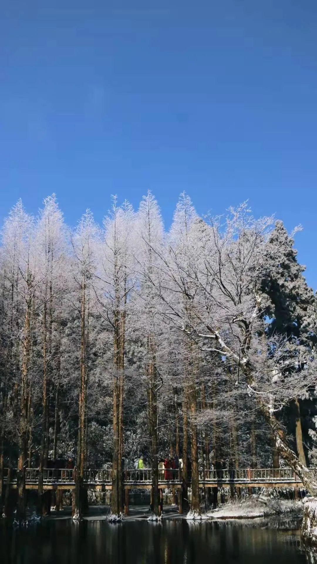 美景|华顶迎今年首场雾凇！天台山美景刷爆朋友圈！