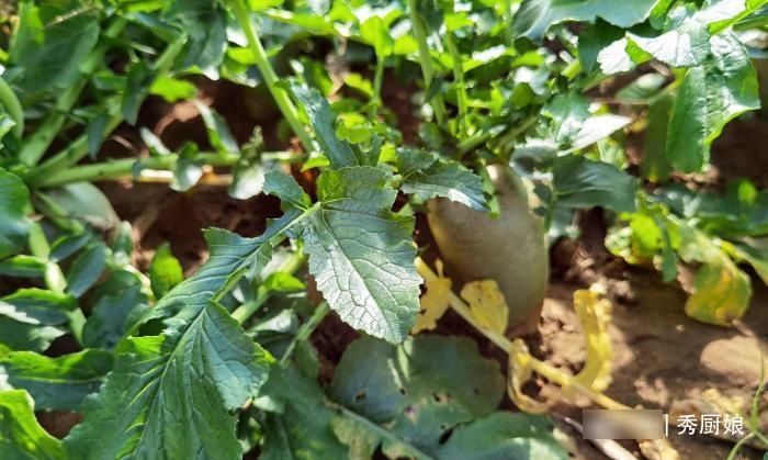 入冬后，吃此菜正当季，买上30斤，简单一晒一腌，脆嫩爽口真好吃