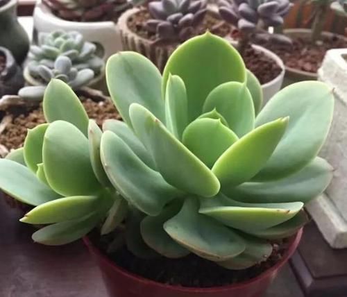 露养多肉，别只求“不死”了，这么办保管越来越美！