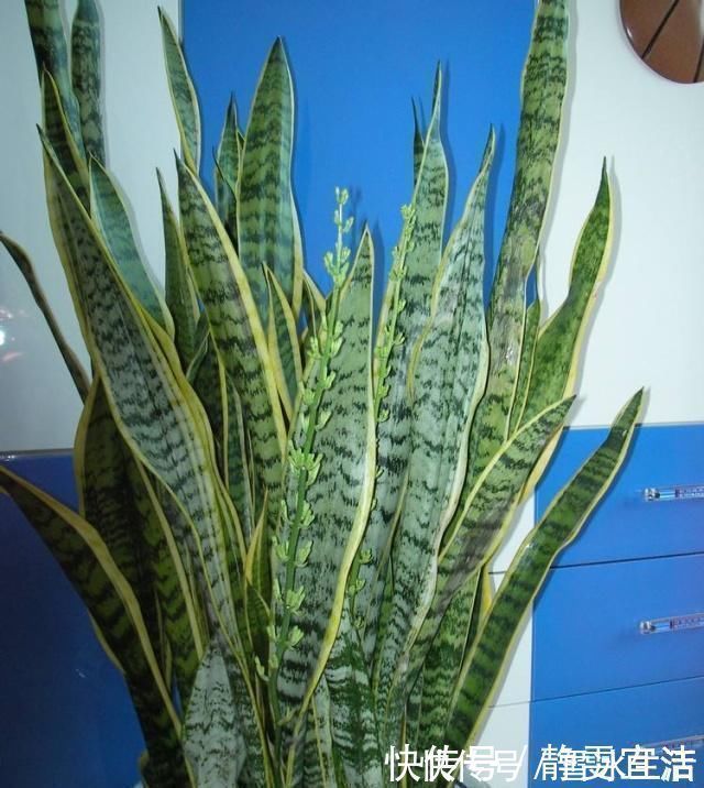 养虎皮兰,3大“死穴”别碰,一碰黄叶、烂根,没新芽