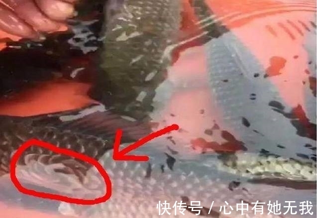 放生|小伙河边钓鱼,发现钓上的鱼不对劲,小伙瞧了一下鱼鳞,赶快放生