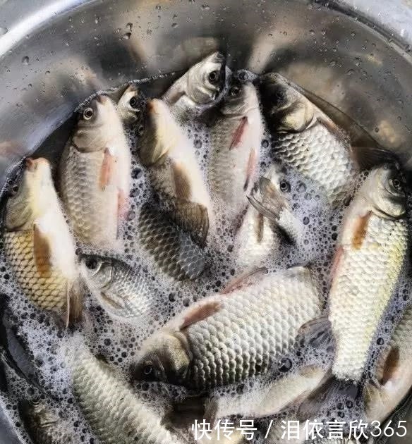 钓鲫鱼不能补窝,一补窝就停口你用错了方法,想不停口都难