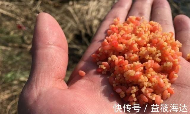 窝料|别嫌冬钓诱鱼慢,只需换用这八字诀,窝料入水就来鱼,不信你试试
