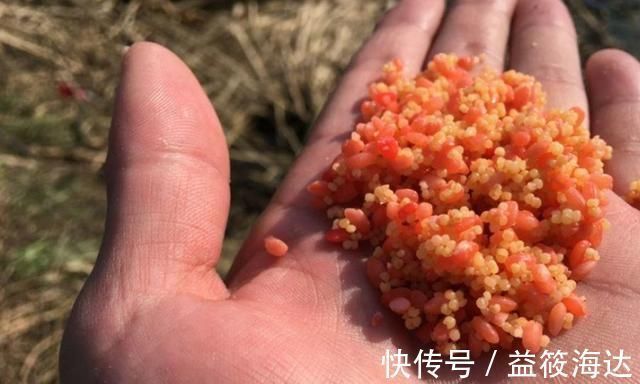 窝料|别嫌冬钓诱鱼慢，只需换用这八字诀，窝料入水就来鱼，不信你试试