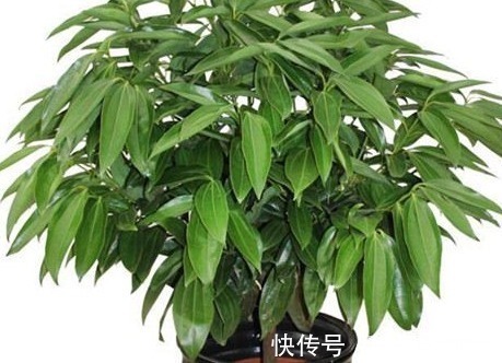 平安树|居家最适合养护的三种绿植,既上档次又招财,好养又耐活