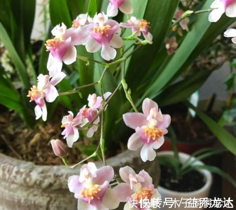 此几种花卉号称开花机器,花开一茬一茬,斗色争妍美极了