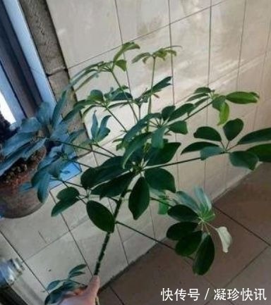 发财树|家庭3种“福气树”,整盆买很贵,不如用根枝条来扦插,30天成活