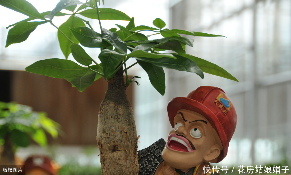 教你发财树的养殖技巧，只需记住4点，不烂根，猛蹿2米高