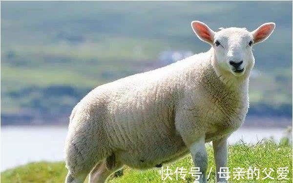 生肖羊|这两个年份的生肖羊，福气都集中在后半生，越老越有福！