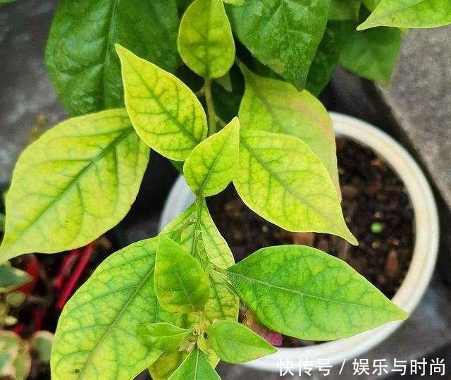 厨房一种调味料,养花3个用法,分分钟拯救黄叶,比硫酸亚铁都强!