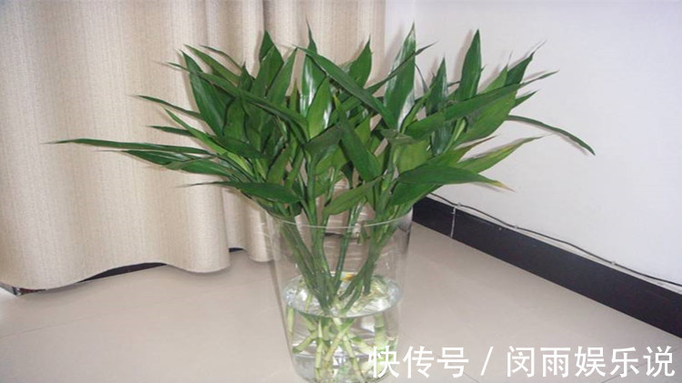 财源|家里一旦养上4种花,霉运躲着走,并非迷信,讲究人都知道