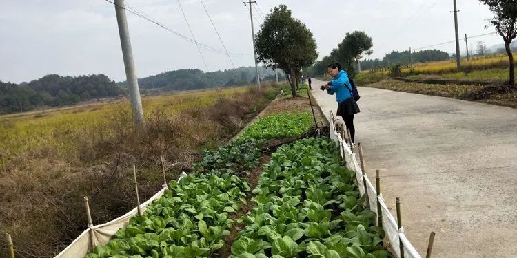 周末|每到周末，我就想到南陵乡下“尝尝鲜”