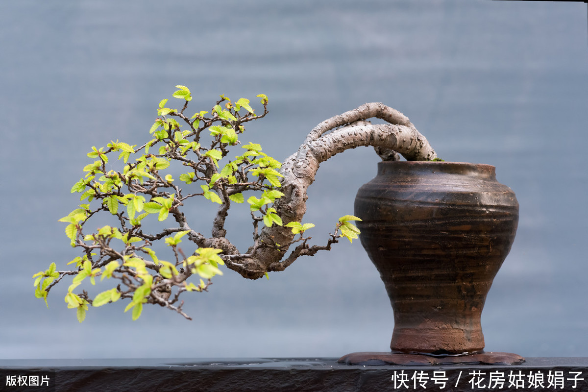 60后盆景大师的忠告,不能进的10个误区,踩中1个,白干1年