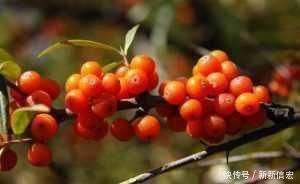 降脂|转告家人:1果是降脂“高手”,经常吃,打扫血管,降甘油三酯