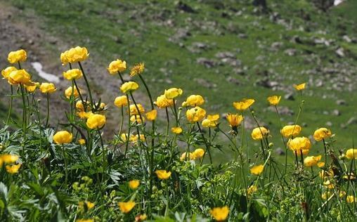 草原上的金莲花,颜值炸裂,又被称为塞外龙井